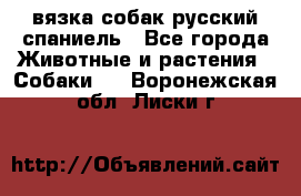 вязка собак русский спаниель - Все города Животные и растения » Собаки   . Воронежская обл.,Лиски г.